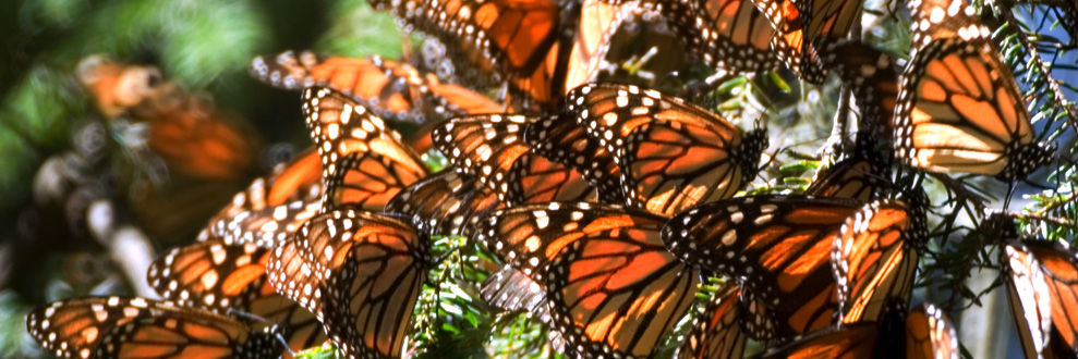 artesanías de michoacán